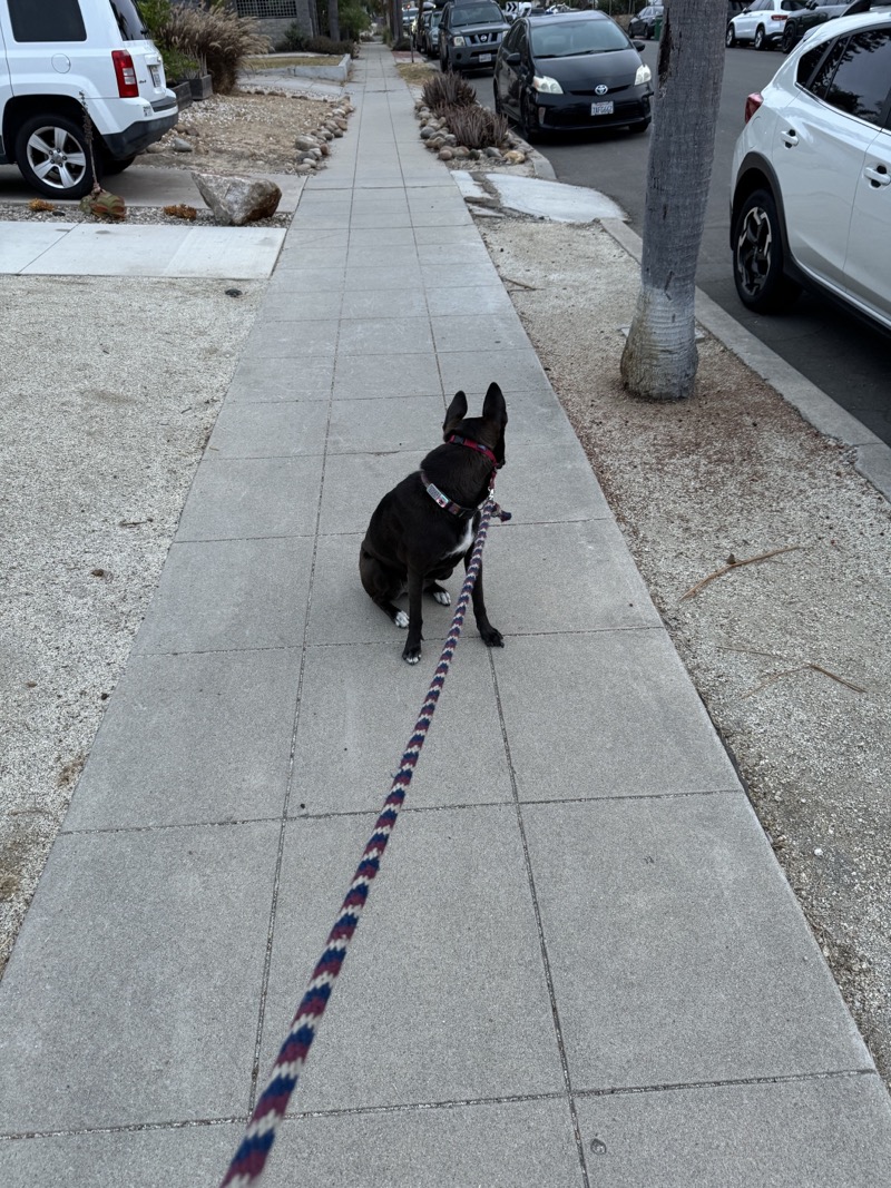 A picture of a black dog named Bowie sitting, taken on August 9 2024 at 6:11 am